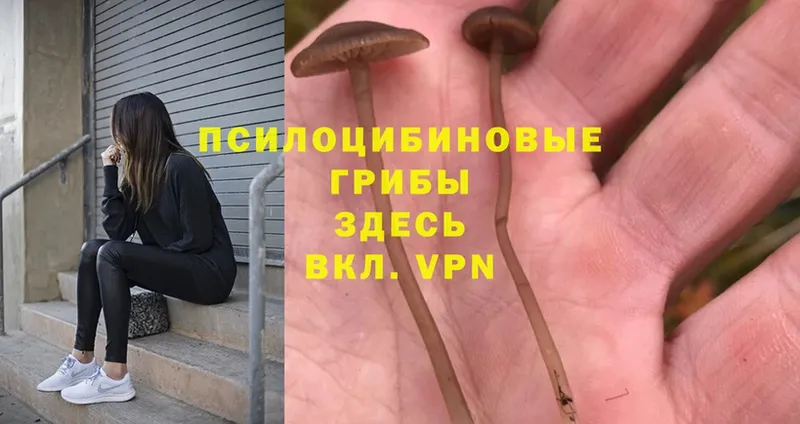 Галлюциногенные грибы Psilocybine cubensis  МЕГА онион  Челябинск  наркотики 